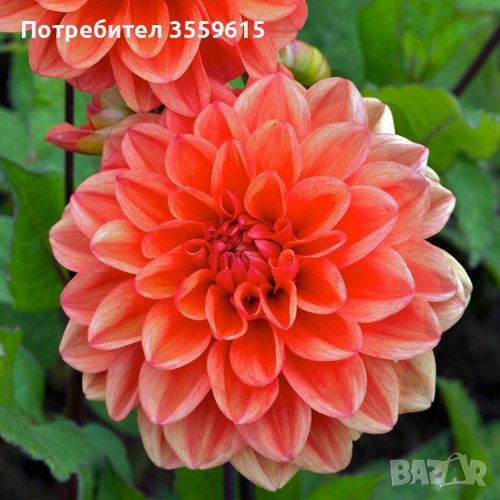 луковици на оранжева далия, снимка 1