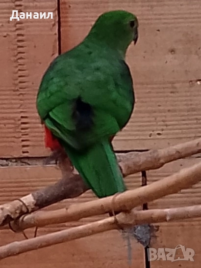 кралски папагал-женска, снимка 1