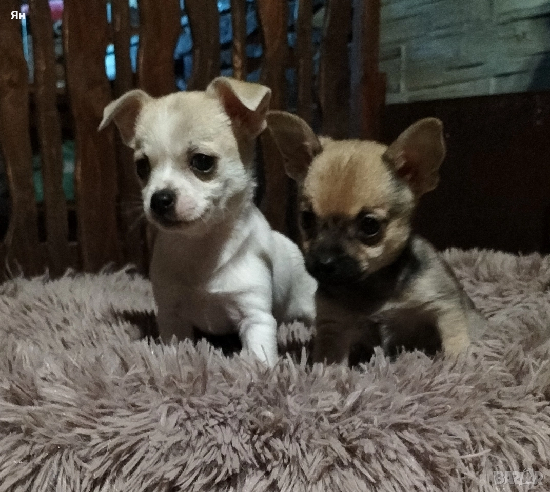 чихуахуа , снимка 1