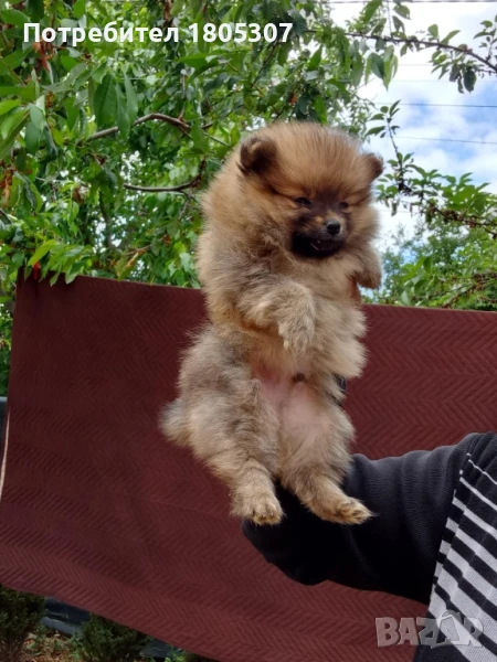 продавам померан, снимка 1