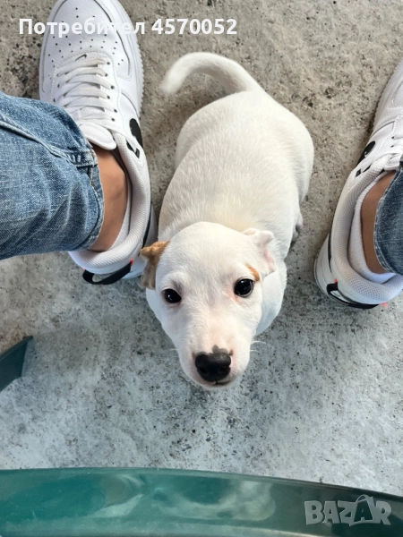 Джак Ръсел териер - Jack Russell terrier , снимка 1