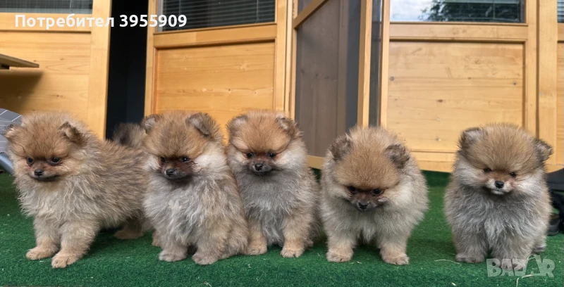 чистокръвни померани, снимка 1