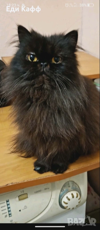 Продавам прекрасни персийски котенца , снимка 1