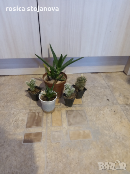 Кактуси и сукуленти, снимка 1