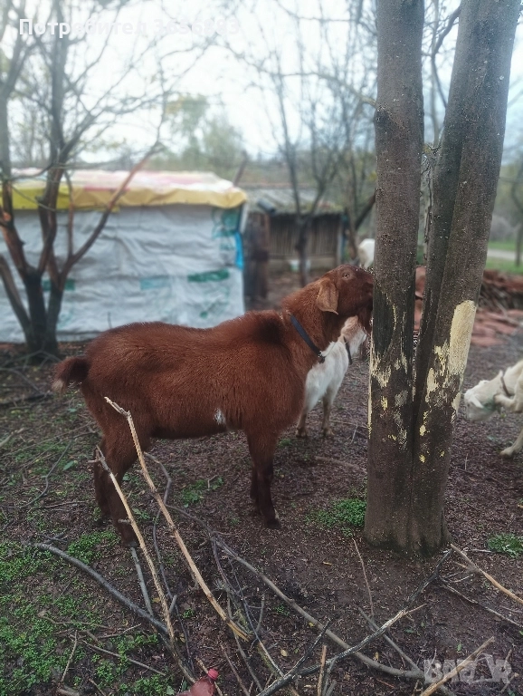 Англонобийски пръч,кози,ярета и виетнамски прасета, снимка 1