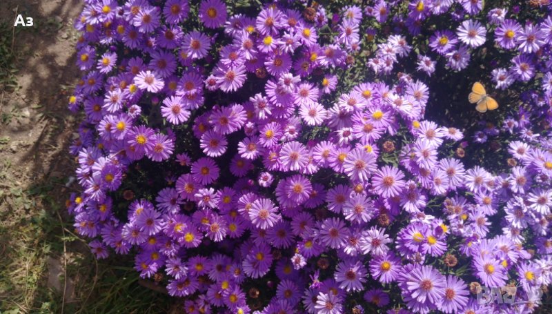 Цветя Астра алпийска – за ранно пролетно засаждане в градината, снимка 1