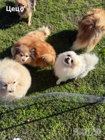 Померан, снимка 2 - Померан - 52222312