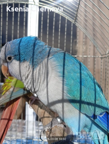 продам папагал монах( Калита), снимка 3 - Папагали - 53570043