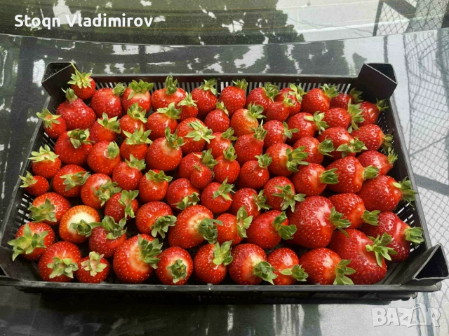 Предлагам Качствен Расад Ягоди и Малини., снимка 7 - Разсади - 53784425