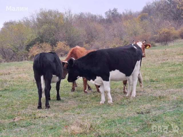Телета (крави), снимка 4 - Крави - 52690607