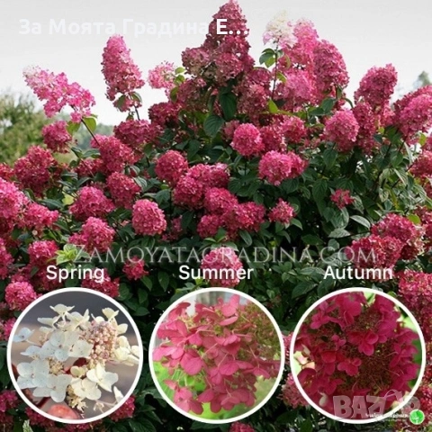 Хортензия Paniculata red, снимка 4 - Градински цветя и растения - 53624069