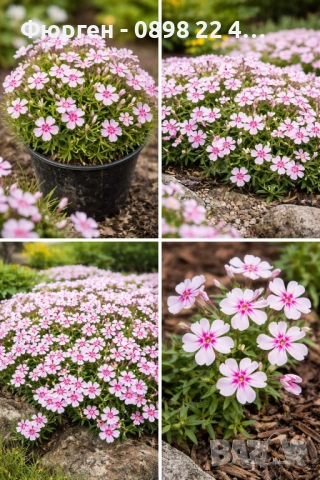 Флокс субулата (Phlox subulata) – пълзящ флокс, снимка 6 - Разсади - 37605672