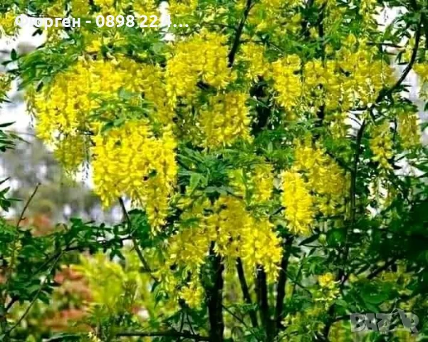 Златен дъжд - Laburnum wat.Vossii, снимка 2 - Разсади - 50568447