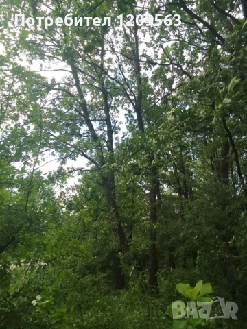 Фирма изкупува изсечени гори най добри цени, снимка 2 - Земеделска земя - 50301621