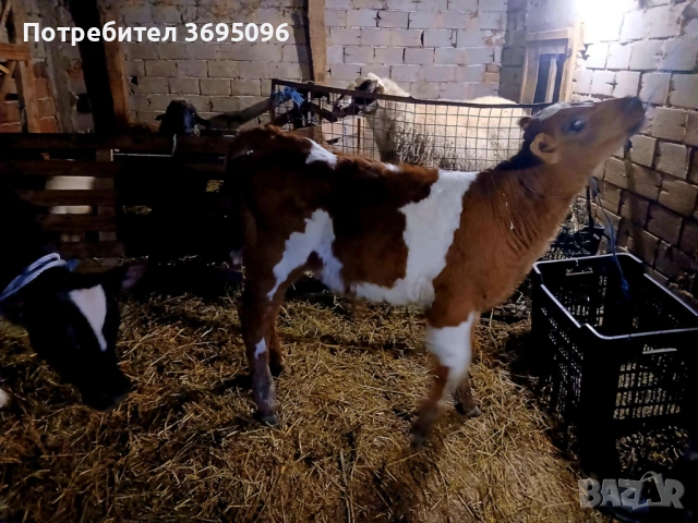 Продавам мъжко теле , снимка 3 - Крави - 53610123