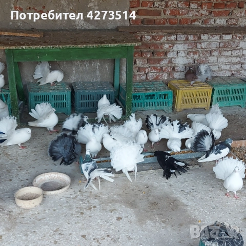 Продавам гълъби Финерлии - бели, сиви и пъстри, снимка 13 - Гълъби - 52268397