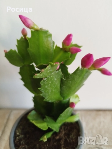 коледничета, снимка 3 - Стайни растения - 52384809