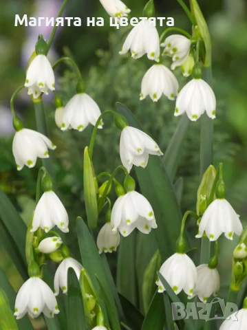 Разпродажба Блатно кокиче луковици