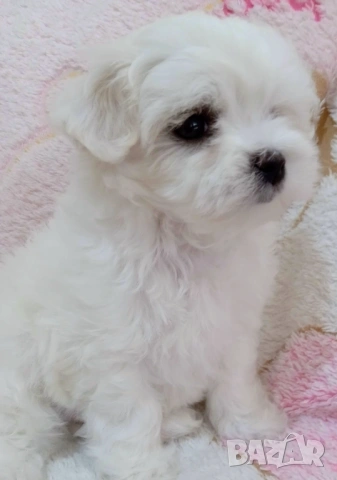 Бебе малтийска болонка