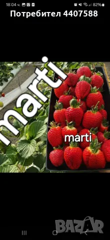 Расзад ягоди и малини 