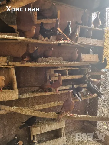 Различни видове гълъби, снимка 3 - Гълъби - 48787260