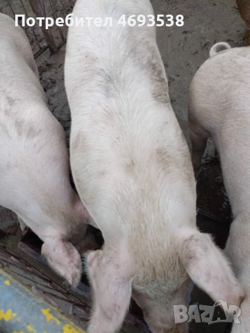 Продавам прасета , снимка 2 - Прасета - 52910971