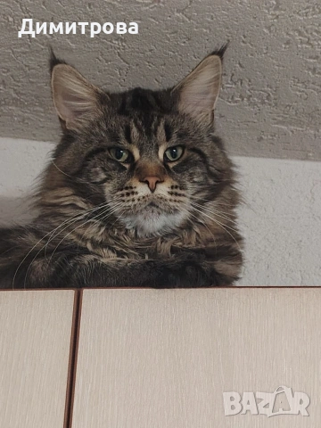 Мейн Кун, чистокръвни котета , снимка 8 - Мейн кун - 53787264