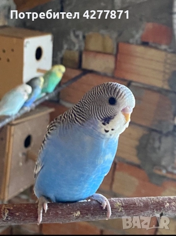 Млади вълнисти, снимка 4 - Папагали - 53851453