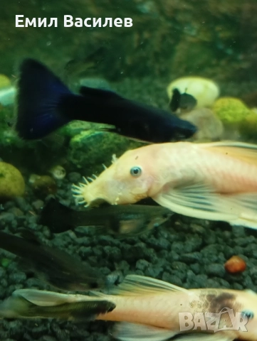 L144 анциструс