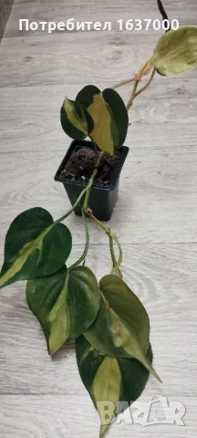 Филодендрон Бразил, снимка 1