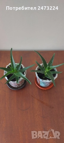 Алоета различни големини , снимка 4 - Стайни растения - 51935522