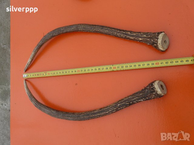  Рога от елен шилар , снимка 2 - Други ценни предмети - 40039623