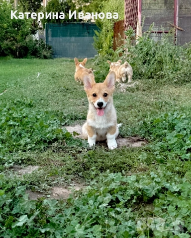 Уелско Корги Пембрук, снимка 1