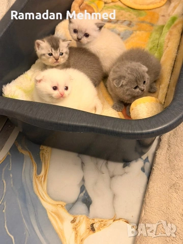 Британски късокосместа и шотландски клепоухи