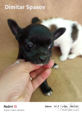 Продавам Кученца Куче Чихуахуа Дългокосместо и Късокосместо, снимка 8 - Чихуахуа - 51767219