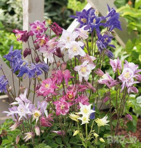 Продавам семена кандилки /кошнички( шарени)