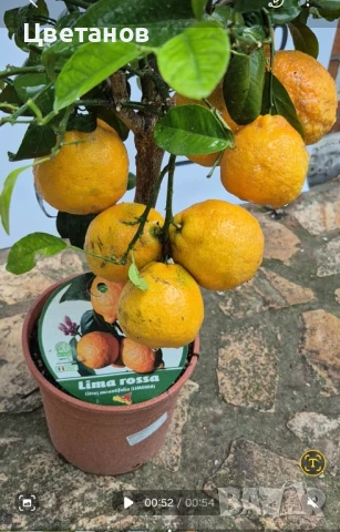 Лимета Лима Роса