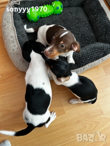 БЕБЕ ДЖАК РЪСЕЛ ТРИ ЦВЯТА УНИКАТ С ПАСПОРТ 2710251539, снимка 5 - Джак ръсел териер - 52199612
