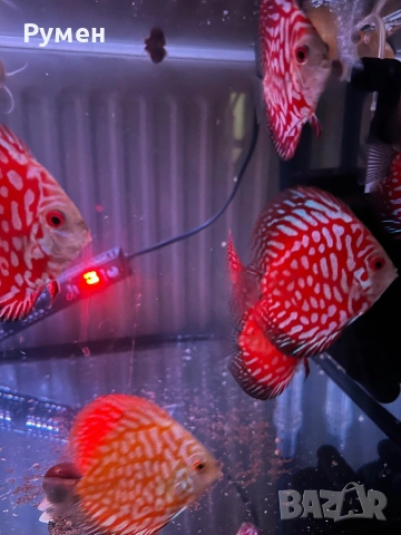 Продавам млади дискуси