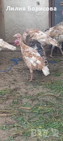 Продавам Домашни пуйки на 5месеца, снимка 1