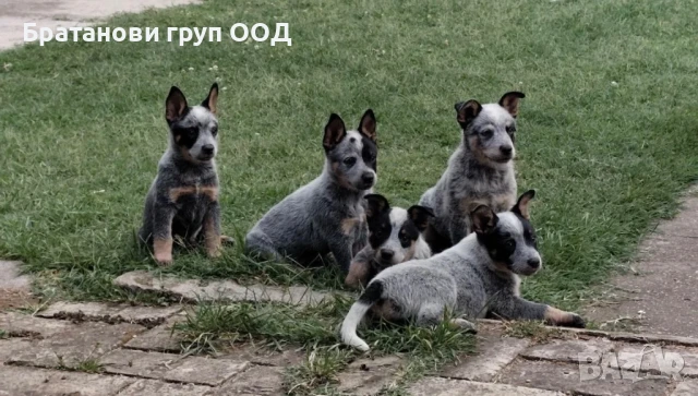 Австралийски кетълдог