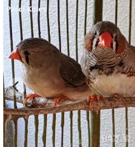 Различни видове птици на добри цени , снимка 14 - За птици - 51362622