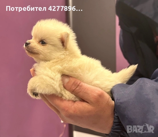 Померанче , снимка 3 - Померан - 53692494