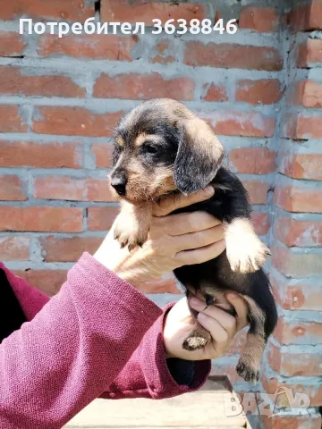 Твърдокосмест дакел