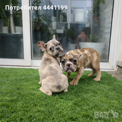 Продават се,френски булдочета
