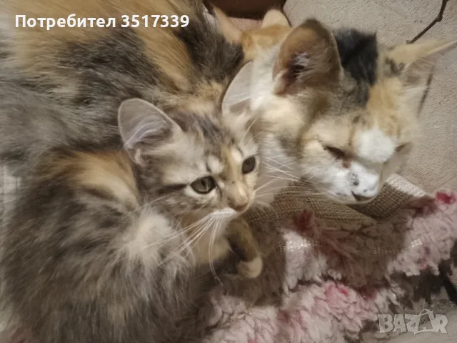 подарявам малки котенца