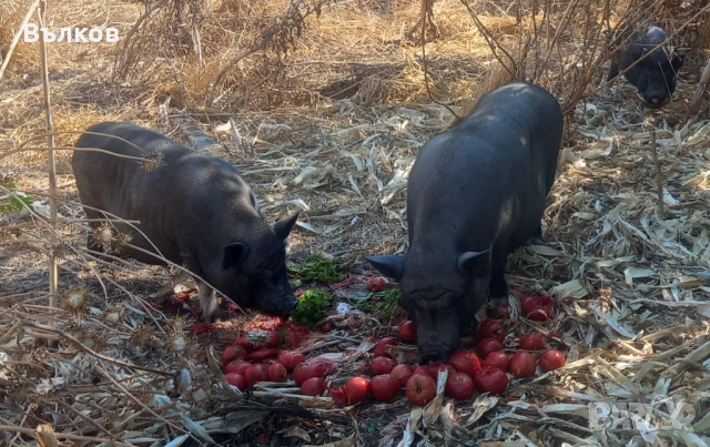 виетнамски прасенца