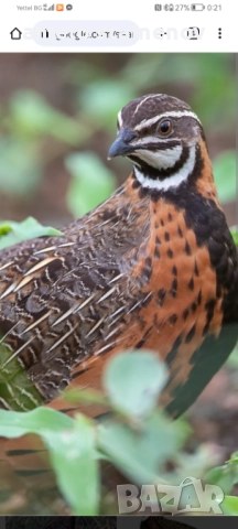 Арлекин пъдпъдък