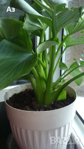 Продавам Цветя Кала за дома - големи, снимка 11 - Разсади - 36583992