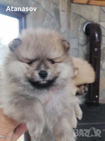 Поменран Померанче, снимка 3 - Померан - 52669538